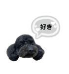クロ グレー（個別スタンプ：15）