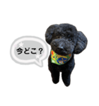 クロ グレー（個別スタンプ：17）
