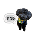 クロ グレー（個別スタンプ：18）
