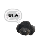 クロ グレー（個別スタンプ：19）
