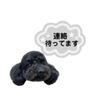 クロ グレー（個別スタンプ：20）