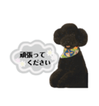 クロ グレー（個別スタンプ：23）