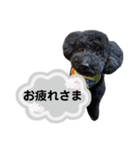 クロ グレー（個別スタンプ：25）