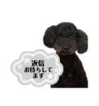 クロ グレー（個別スタンプ：26）