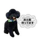 クロ グレー（個別スタンプ：27）
