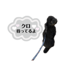クロ グレー（個別スタンプ：34）