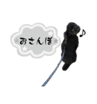 クロ グレー（個別スタンプ：35）