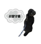 クロ グレー（個別スタンプ：36）