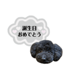 クロ グレー（個別スタンプ：37）