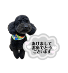 クロ グレー（個別スタンプ：40）