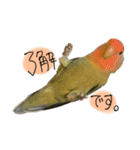 寺のインコたち（個別スタンプ：3）