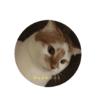 うちのねこさん( ΦωΦ )2（個別スタンプ：1）