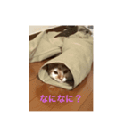 うちのねこさん( ΦωΦ )2（個別スタンプ：2）