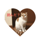 うちのねこさん( ΦωΦ )2（個別スタンプ：3）