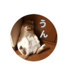 うちのねこさん( ΦωΦ )2（個別スタンプ：4）