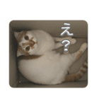 うちのねこさん( ΦωΦ )2（個別スタンプ：5）