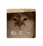 うちのねこさん( ΦωΦ )2（個別スタンプ：6）