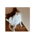 うちのねこさん( ΦωΦ )2（個別スタンプ：7）