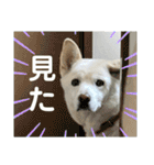 えーくすんのスタンプ（個別スタンプ：12）