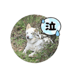 えーくすんのスタンプ（個別スタンプ：15）