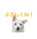 えーくすんのスタンプ（個別スタンプ：16）
