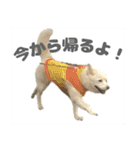 えーくすんのスタンプ（個別スタンプ：22）