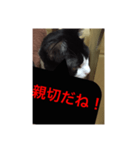 ねこ✖️猫✖️ネコ✖️ネゴっ！パート4（個別スタンプ：4）
