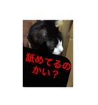 ねこ✖️猫✖️ネコ✖️ネゴっ！パート4（個別スタンプ：5）