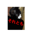 ねこ✖️猫✖️ネコ✖️ネゴっ！パート4（個別スタンプ：6）