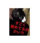 ねこ✖️猫✖️ネコ✖️ネゴっ！パート4（個別スタンプ：7）
