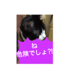 ねこ✖️猫✖️ネコ✖️ネゴっ！パート4（個別スタンプ：8）