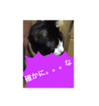 ねこ✖️猫✖️ネコ✖️ネゴっ！パート4（個別スタンプ：9）