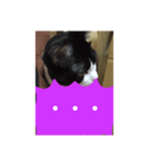 ねこ✖️猫✖️ネコ✖️ネゴっ！パート4（個別スタンプ：12）