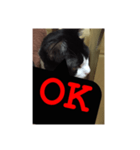ねこ✖️猫✖️ネコ✖️ネゴっ！パート4（個別スタンプ：14）