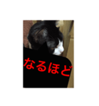 ねこ✖️猫✖️ネコ✖️ネゴっ！パート4（個別スタンプ：15）