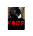 ねこ✖️猫✖️ネコ✖️ネゴっ！パート4（個別スタンプ：16）