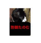 ねこ✖️猫✖️ネコ✖️ネゴっ！パート4（個別スタンプ：17）