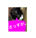 ねこ✖️猫✖️ネコ✖️ネゴっ！パート4（個別スタンプ：19）