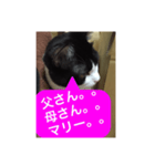 ねこ✖️猫✖️ネコ✖️ネゴっ！パート4（個別スタンプ：21）