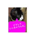 ねこ✖️猫✖️ネコ✖️ネゴっ！パート4（個別スタンプ：22）