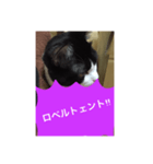 ねこ✖️猫✖️ネコ✖️ネゴっ！パート4（個別スタンプ：24）