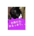 ねこ✖️猫✖️ネコ✖️ネゴっ！パート4（個別スタンプ：25）
