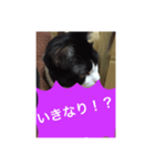 ねこ✖️猫✖️ネコ✖️ネゴっ！パート4（個別スタンプ：26）