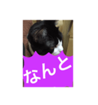 ねこ✖️猫✖️ネコ✖️ネゴっ！パート4（個別スタンプ：28）