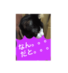 ねこ✖️猫✖️ネコ✖️ネゴっ！パート4（個別スタンプ：30）