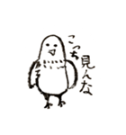 いつもそばにいる鳥、鳩のスタンプ第二弾！（個別スタンプ：24）