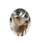 鹿ちゃんinなら（個別スタンプ：3）