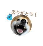 しば犬ぽんたくん（個別スタンプ：1）