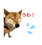 しば犬ぽんたくん（個別スタンプ：3）