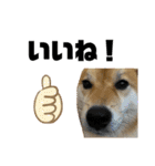 しば犬ぽんたくん（個別スタンプ：7）